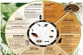 Hmyz pripravuje útok: Na jar ožívajú šváby, muchy či blchy!