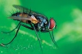 Hmyz pripravuje útok: Na jar ožívajú šváby, muchy či blchy!
