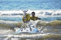 Surfujúca koza Goatee je senzáciou na internete: Toto je moja vlna!