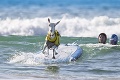 Surfujúca koza Goatee je senzáciou na internete: Toto je moja vlna!
