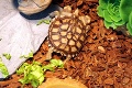 Svetová rarita: O dvojhlavej korytnačke zo Žiliny píše celý svet