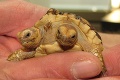 Dvojhlavá korytnačka už neveští: Teraz študuje paragrafy