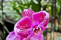 Pestrofarebná výstava v Košiciach: Orchidey rozkvitli v tuhej zime