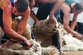 Nová disciplína na olympiáde? Strihanie oviec!