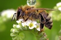 Včielka takmer ako futbalistka: Takto balansuje s kvapkou