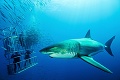 Zážitok len pre odvážnych a nebojácnych: Pozor, pláva žralok!