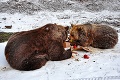 Medvede oslávili 10. rokov! Narodeninový darček zjedli ich rodičia
