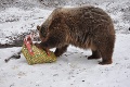 Medvede oslávili 10. rokov! Narodeninový darček zjedli ich rodičia