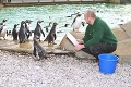Inventúra v londýnskej zoo: Spočítať 18-tisíc zvierat nie je sranda!