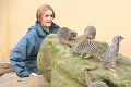 Inventúra v londýnskej zoo: Spočítať 18-tisíc zvierat nie je sranda!