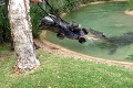 Krokodíla naštvala vrčiaca kosačka, tak ju stiahol do vody