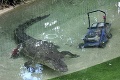 Krokodíla naštvala vrčiaca kosačka, tak ju stiahol do vody