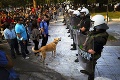 Posila Grékov pri protestoch: Pes-demonštrant!