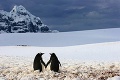 Dvaja zamilovaní tučniaci: Mrzne? To nič - nás hreje láska!
