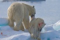 Šokujúce zábery dokazujú, že ľadové medvede sú kanibali!