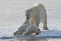 Šokujúce zábery dokazujú, že ľadové medvede sú kanibali!