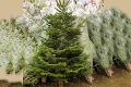 Vianočné stromčeky sú už v predaji: Ako si vybrať ten správny?