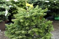 Vianočné stromčeky sú už v predaji: Ako si vybrať ten správny?