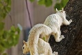 Rarita v lese: Dve albínky-veveričky len tak nestretnete!