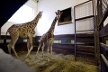 V zoo sa začala zima: Žirafy hreje radiátor, leopardy podlahové kúrenie