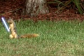 Zvieracie Hviezdne vojny: Jedi-veverička má hlad!