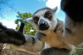 Prešibaný lemur zlodej: Daj sem tú kameru!