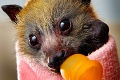 Sirotinec plný netopierikov: Takto zachraňujú v Austrálii mláďatká