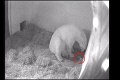 Šok v brnianskej zoo: Medvedica Cora zožrala narodené mláďa!