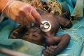 Goriliatko v inkubátore: Hviezda pražskej zoo Bikira odvrhla svoje mláďa