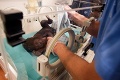 Goriliatko v inkubátore: Hviezda pražskej zoo Bikira odvrhla svoje mláďa
