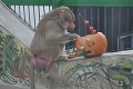Aj zvieratá oslavovali: Užili si Halloween plný maškŕt a dobrôt