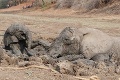 Dramatická zachrana slonice a sloníčaťa: Pomóóóc, ľudia!