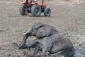 Dramatická zachrana slonice a sloníčaťa: Pomóóóc, ľudia!