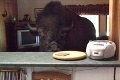 Drobný domáci miláčik: Kanaďan chová v obývačke bizóna!