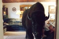 Drobný domáci miláčik: Kanaďan chová v obývačke bizóna!