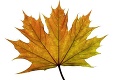 Jesenný herbár plný farieb: Spoznajte stromy podľa listov!