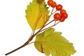 Jesenný herbár plný farieb: Spoznajte stromy podľa listov!