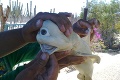 Nevšedný úlovok: V bruchu ryby objavili albína s jedným okom