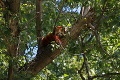 Záchranná akcia v bratislavskej zoo: Pandu stiahli zo stromu hasiči!