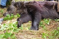 V Tatrách zastrelili medvedicu, pohybovala sa pri obydliach