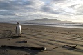 Najosamelejší tučniak: Takmer sa otrávil pieskom, museli ho operovať!