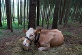 Zatúlanú nemeckú kravu Yvonne budú hľadať vrtuľníkom a termokamerou