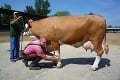Kravy upravovali ako missky: V súťaži krásy vyhrala Viktória