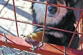 Thajskí úradníci záchránili 1011 psov, vo Vietname by ich zjedli!
