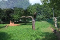 Kengury v Bojniciach: Trávu v zoo „kosia“ Skippy a Syndey