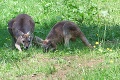 Kengury v Bojniciach: Trávu v zoo „kosia“ Skippy a Syndey