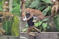 Zápas so šelmou: Vystrašený leopard útočil na ľudí!