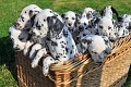 Nezvyčajne veľký prírastok: Sučke sa narodilo 16 dalmatíncov