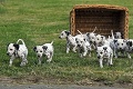 Nezvyčajne veľký prírastok: Sučke sa narodilo 16 dalmatíncov