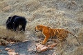 Zábery, z ktorých mrazí: Medvedica sa pobila s tigrami!